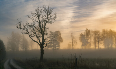 Wall Mural - landscape view with morning light, fog and tree silhouette in the foreground. countryside