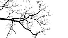 Branches Of A Tree