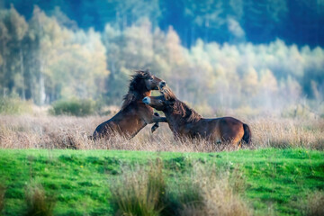 Wall Mural - Two fighting wild brown Exmoor ponies, against a forest and reed background. Biting, rearing and hitting. autumn colors in winter. The Netherlands. Selective focus,fight, two animals.