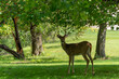 White-tailed Buck Deer Feeding On Summer Grass