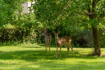 two white-tailed buck deer feeding on summer grass