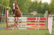  Free jumping competition at rural animal farm