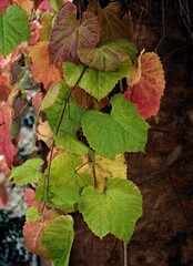 Wall Mural - mulricolor leaves of climbing plant Vitis coignetiae