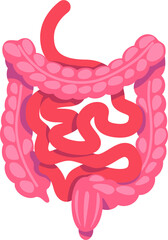 Poster - Guts semi flat color vector object. Digestive system. Full sized item on white. Human organ anatomy. Internal organ. Simple cartoon style illustration for web graphic design and animation