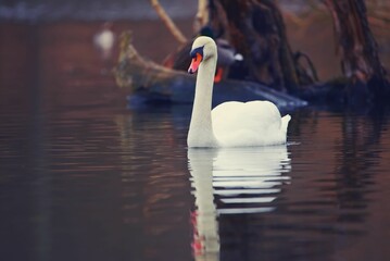 Sticker - Shallow focus shot of adorable Mute swan swimming in the lake and its reflection