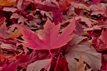 Red Maple Leaves Fall 