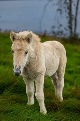 Wall Mural - Vertical shot of a white Newborn horse