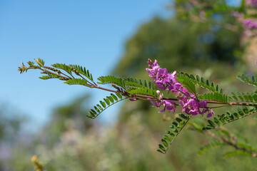 Close up of Himalayan indigo (indigofera himalayensis) flowers in bloom