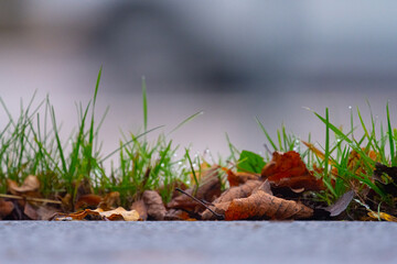 Wall Mural - Green grass and brown leaves on the side of a road.