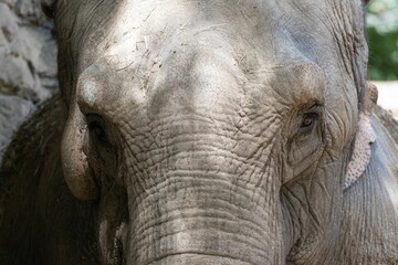 Wall Mural - Closeup of an Indian elephant (Elephas maximus indicus)