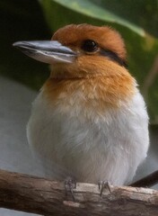 Poster - Vertical shot of a Guam kingfisher (Todiramphus cinnamominus) perched on a branch