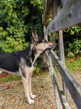 Rescue Dog Looking Through Garden Gate