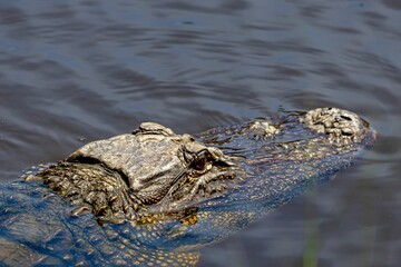 Canvas Print - Closeup of a sneaky alligator swimming stealthily in dark waters on Kiawah Island