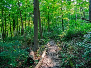 Wall Mural - Pathway in a forest in Braddock's Trail Park, Westmoreland County, Pennsylvania, United States