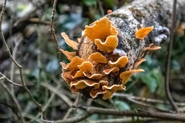 Sticker - Mushrooms growing on a forest tree in Knysna, South Africa