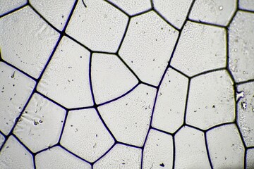 dragonfly wing under a microscope looking at microscopic details in a bug wing