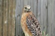 Red tailed hawk on fence background