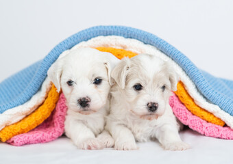 Aufkleber - Two tiny Bichon Frise puppies sleep together under stack of warm plaids in cold autumn or winter weather