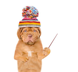 Poster - Unhappy frozen puppy wearing a warm winter hat with pompon pointing away on empty space. isolated on white background