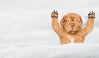 Aufkleber - Funny Mastiff puppy sleeps under white warm blanket on a bed at home. Top down view. Empty space for text