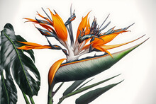 Illustration Flower Strelitzia Reginae, 3d Render Bird Of Paradise Abstract With A White Background