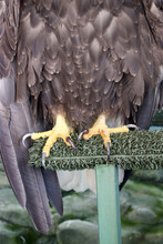 Eagle Talons On A Perch Close Up