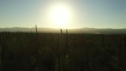 Wall Mural - Aerial Forward Growth Of Cactus Plants In Desert By Mountains Against Clear Sky - Baja California, Mexico