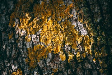 Poster - Closeup shot of a yellowed tree bark