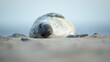 Grey Seal pup lying on side on a beach with blue sky background