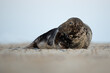 Grey seal lying on a sandy beach with blue sky background.