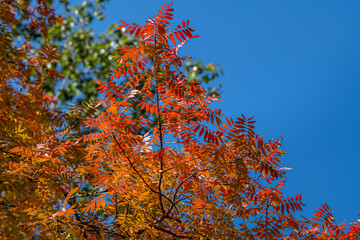 autumn colored tree branch at the edge of an empty sunny blue sky, yellow and orange bright fall leaf background with copy space