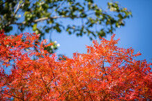 Bright Red Leaves On A Blue Sky Background In Autumn On A Sunny Day, Background, Copy Space For Text, Wallpaper