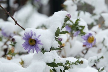 Canvas Print - Close up of bush of purple asters under snow in garden. Winter attack in autumn.	
