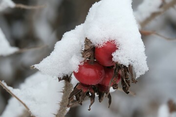 Canvas Print - Close up of red fruits of rose under snow in garden. Winter attack in autumn.