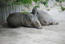 Closeup Shot Of Two Rhinos Lying On The Ground In The Zoo