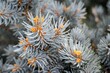 Selective focus of blue spruce branches