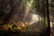 Forest landscape showing beams of light shine through the trees in a forest, creating a magical and mystic atmosphere