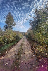 Wall Mural - path in the forest