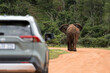 Straße mit Elefant im Addo Nationalpark in Südafrika.