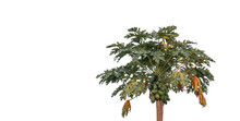 Isolated Papaya Tree With Clipping Paths On White Background                               
