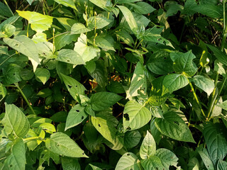 green leaves background plants nature