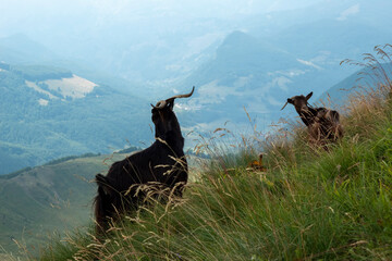 Wall Mural - mountain goat in the mountains