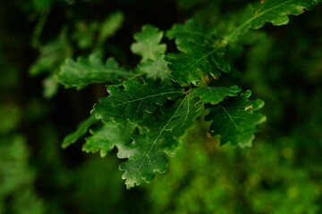 Close-up shot of green aok leaves with blurry background