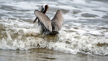 Brown Pelican (Pelecanus Occidentalis) Swimming Near The Beach With Its Wings Extended In Puerto Lopez, Ecuador