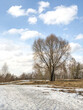 Large tree on hill with melting snow and dry grass on thawed areas , nature landscape in early spring