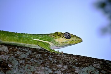 Poster - Closeup of a cute Cuban knight anole on a tree with blurred background