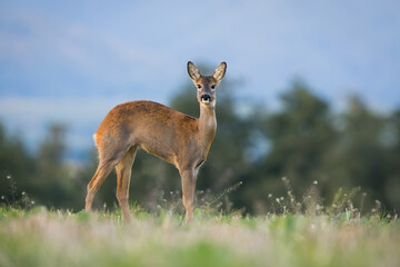 Wall Mural - Roe deer, capreolus capreolus, female stretching on grassland in autumn from side. Doe with bent back looking to the camera on field. Brown mammal standing on meadow in fall.