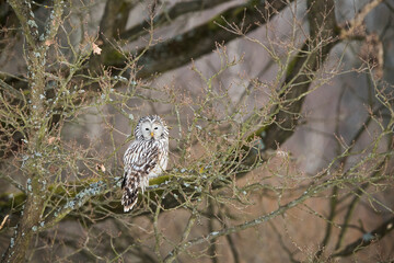 Wall Mural - Ural owl, strix uralensis, resting on tree in woodland winter nature. White bird sitting on branch in forest in wintertime. Feathered nocturnal predator looking on bough.