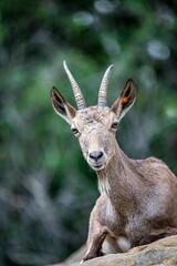 Poster - Vertical shot of a Alpine ibex laying on the hillside