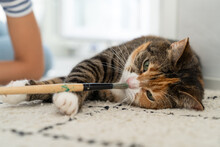 Female Owner Plays With Her Beloved Lazy Pet On The Carpet At Home. Tricolor Cat Lies And Catches With Paws Brush From Woman Hands. Girl And Kitten Have Fun And Enjoy Positive Emotions